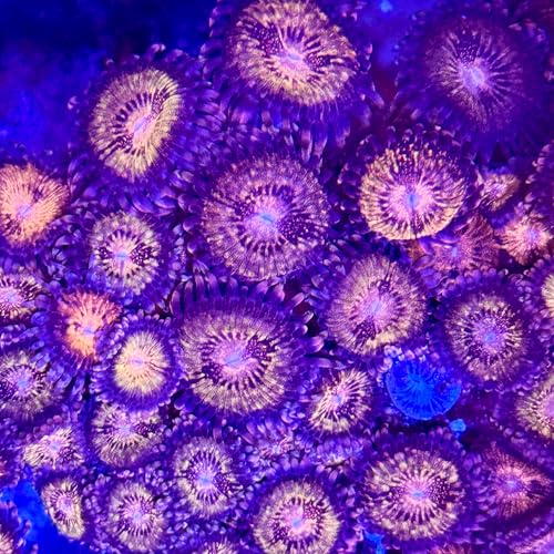 coralSLover Live Saltwater Coral frag - Golden Space Monsters Zoanthids (2 Heads)
