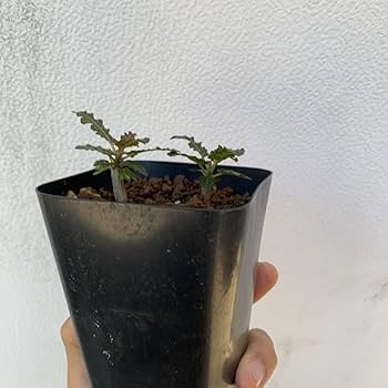 ボスウェリア　ナナ　国内実生 ボスウェリア ナナ 【国内実生】【Lサイズ】 【公式通販】