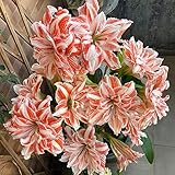 bulbos de amarilis - Amaryllis belladonna - Hippeastrum Hidroponia bulbos de flores flores tempranas bulbo de flores tempranas regalo sostenible jardín flores jardinería urbana bonzai 1 piezas