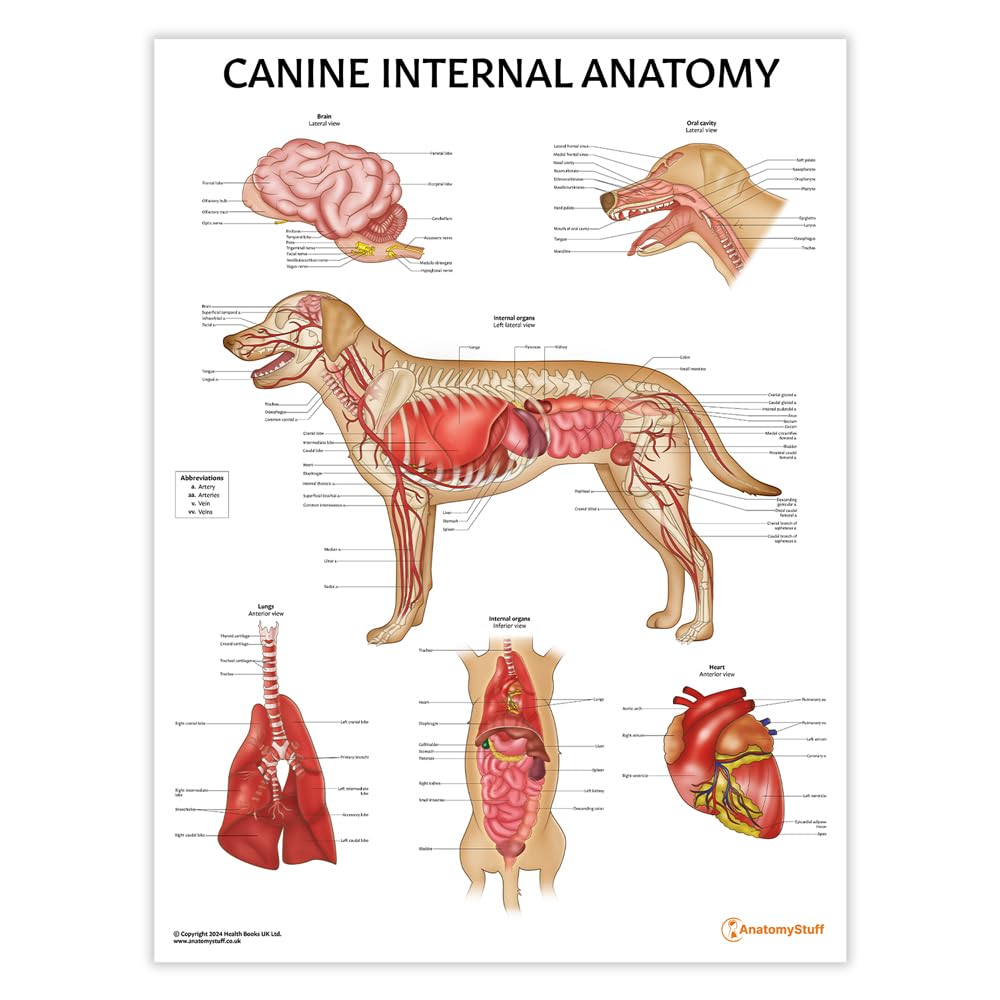 Anatomy Stuff Organs Canine Internal Poster/Chart, 45X60 Cm, 18X24 Inches, Vet Students Aid, Canine Anatomy, Anatomical Dog Learning Tool, Veterinary Biology