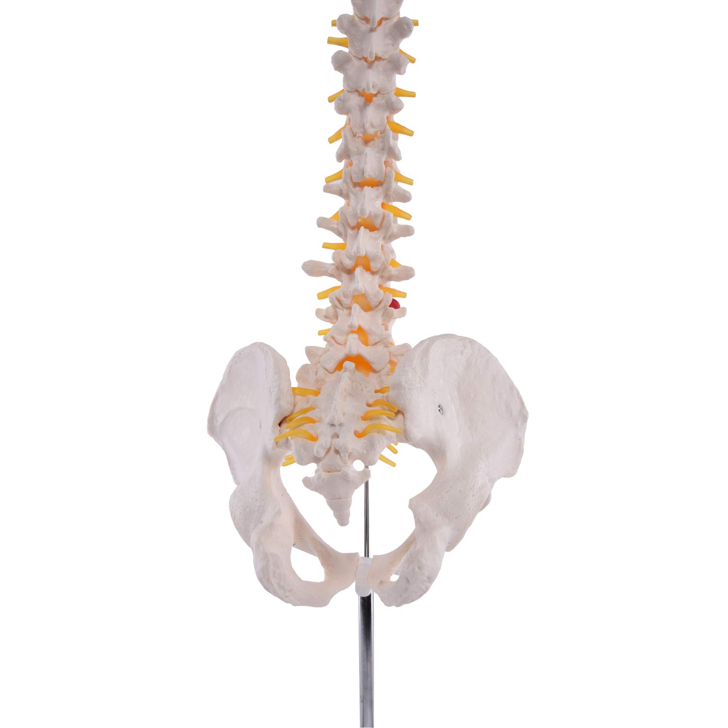 Flexible Wirbelsäule mit Becken I detailliertes anatomisches Modell der menschlichen Wirbelsäule (ca. 85 cm) I inklusive Stativ I ideal als Lernmodell