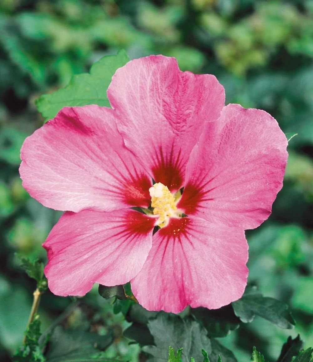 BALDUR Garten 5er Hibiskus-Hecke, Pflanzen im 9x9 cm-Topf | Hibiscus Syriacus, Heckenpflanzen blühend, Blüten essbar, winterhart, blühende und blickdichte Hecke