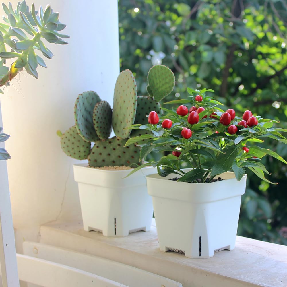 BangQiao 20 Pack 5.50 Inch White Plastic Nursery and Seedling Pots, Square Seed Starter Plant Pot Container for Cactus, Succulent, Cutting, Transplanting - Image 9