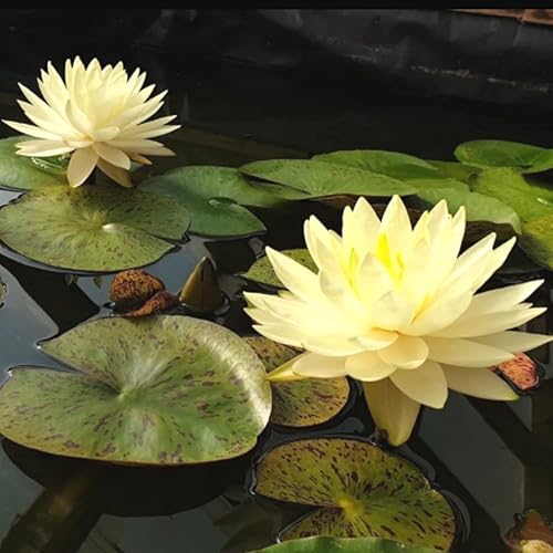 Miniatura 4 de Mainam Nymphaea amarilla luz interior planta acuario vivo lirios de agua resistente tubérculo para peces de agua dulce estanque balcón