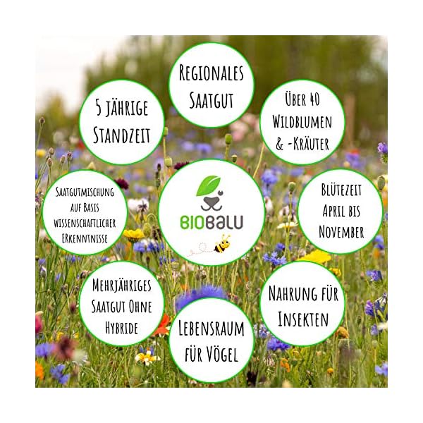 Biobalu Bienenweide - Blumenwiese Samen mehrjährig & winterhart, Samen - Über 40 heimische Blumen und Wildkräuter… – Bild 4