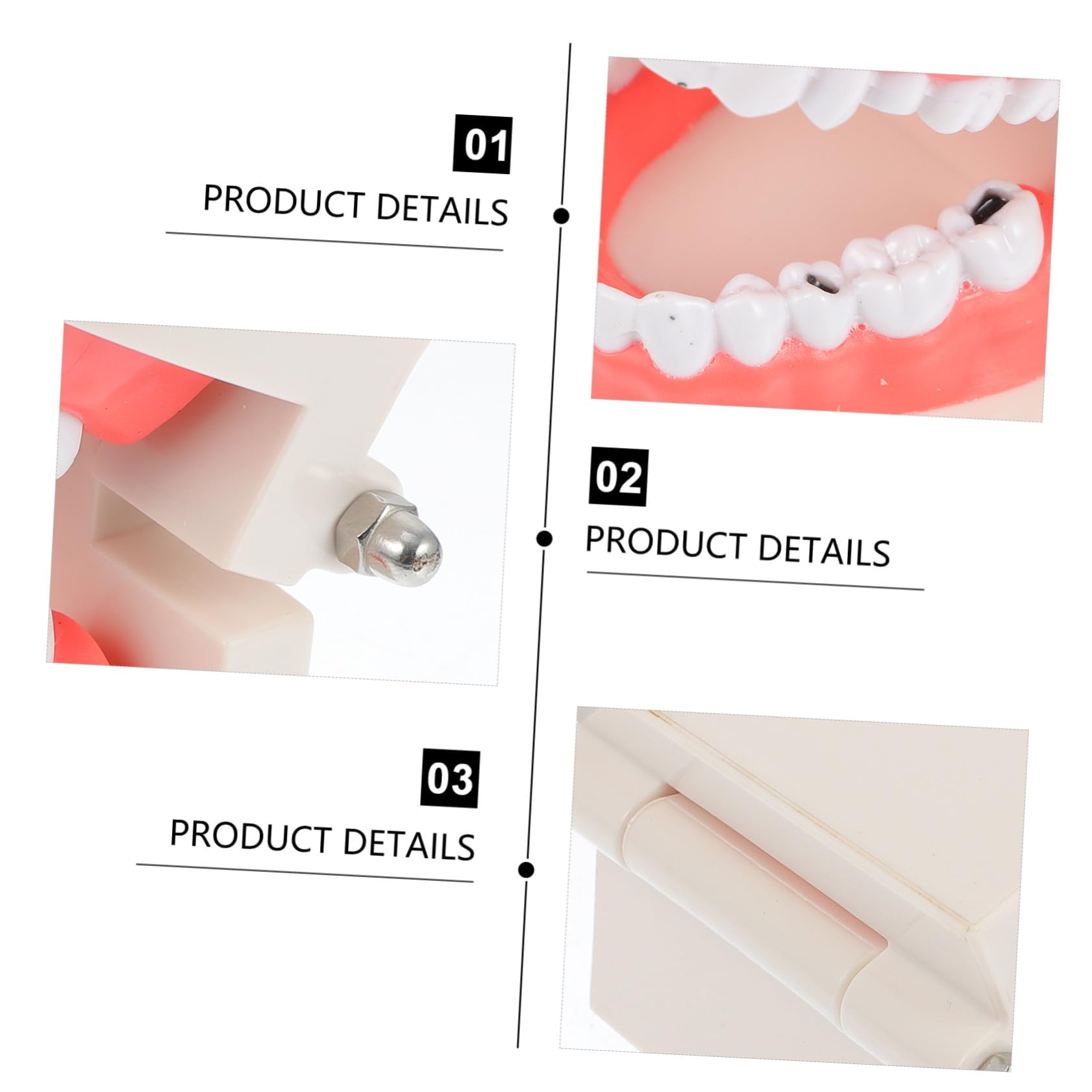 MAGICLULU Modèle de Dents pour Coordination Main-œil Blanc Éducatif en Résine Jouet Pédagogique pour Garçon et Filles pour École et Démonstration de Brossage Dentaire