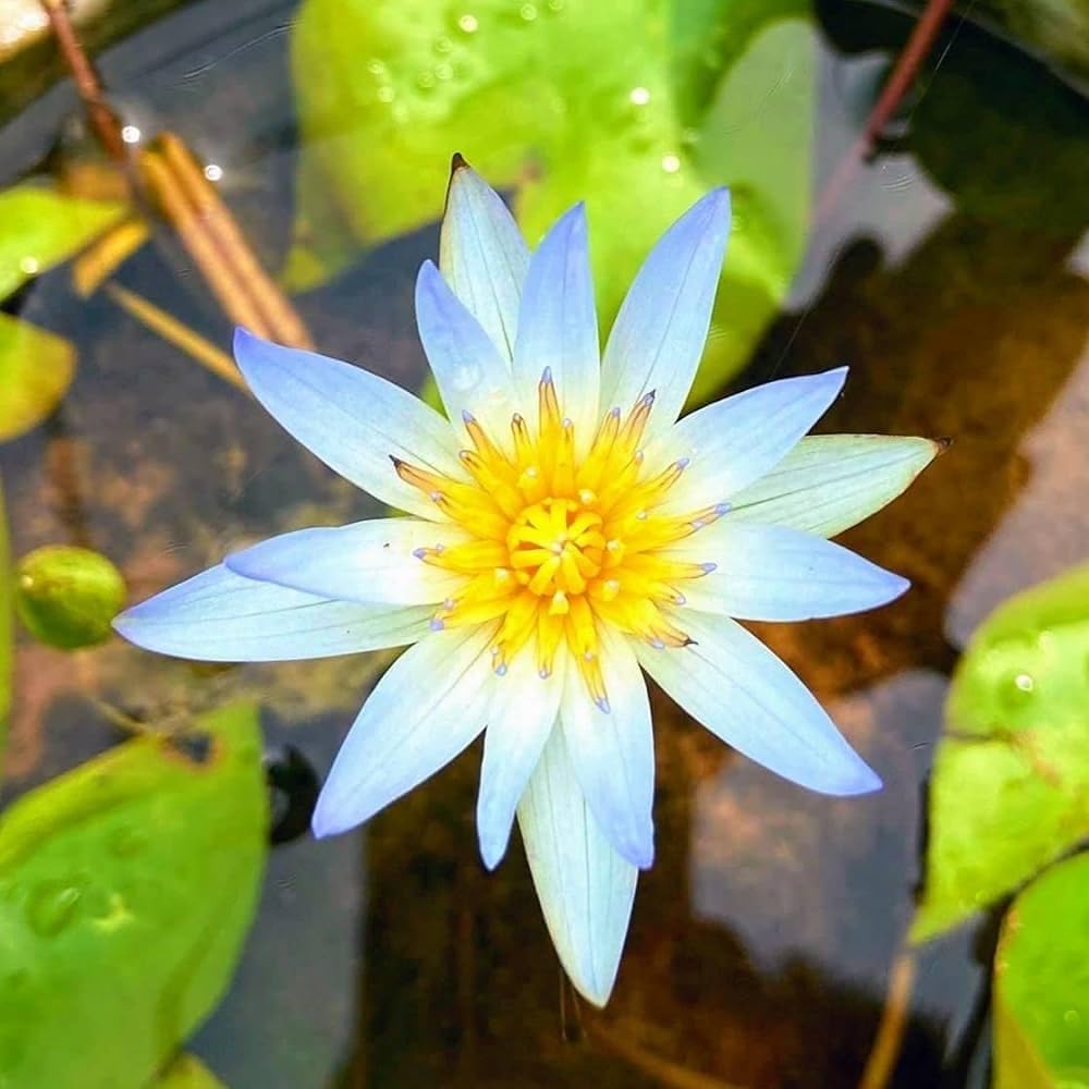 Live Water Lily Bulb for Home Pond | Hardy Aquatic Flower Plant | Fresh Lily Root for Water Gardening - pack of 1-image-27
