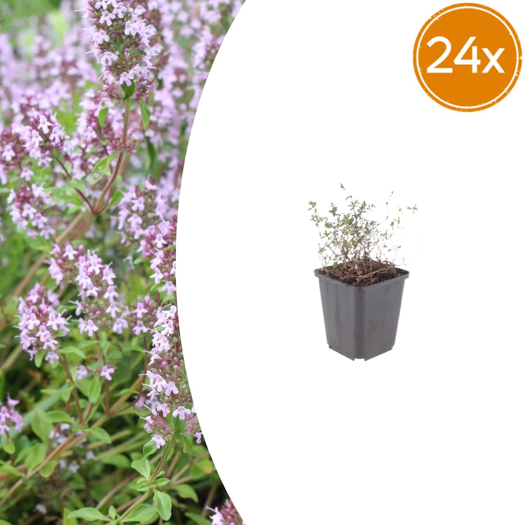 Tomillo Común Thymus Vulgaris Aromático, para Jardín, Verde, Pack de 24