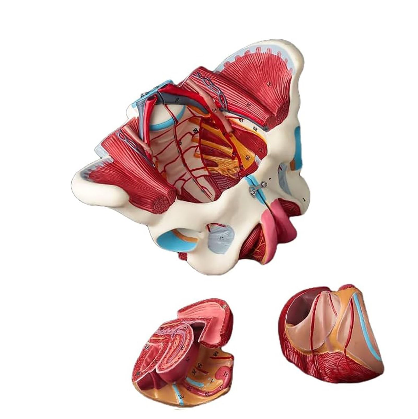 Advanced Female Pelvis Anatomy Model Detachable 4 Parts Female Pelvic Model Pelvic Floor Muscle Belt Genital Vascular Neuromuscular Uterus Human Anatomy Teaching Pelvis