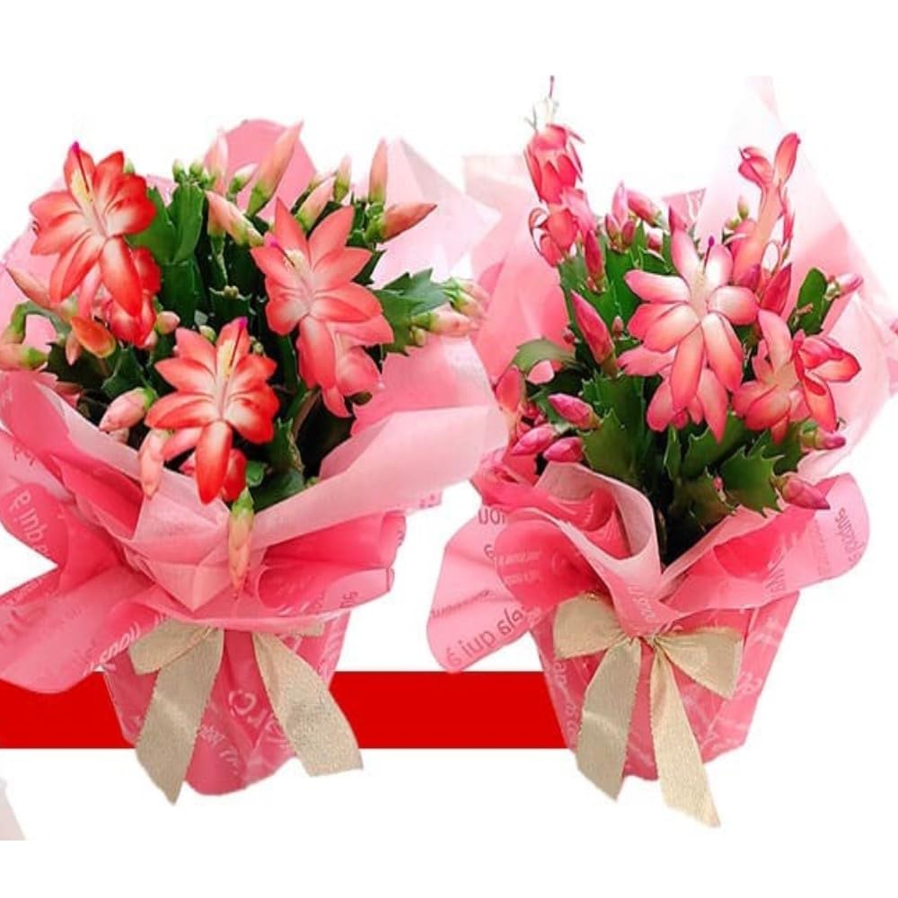 Amazon｜ハッピーガーデン 秋の贈りもの ギフト デンマークカクタス 5