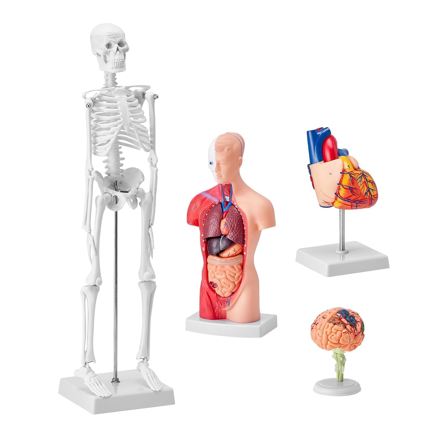 Xiaoxu Conjunto de 4 Modelos anatómicos Humanos: Torso de 28 cm, Esqueleto de 45 cm, Cerebro y corazón extraíbles. Herramientas educativas para Estudiantes y Profesores.