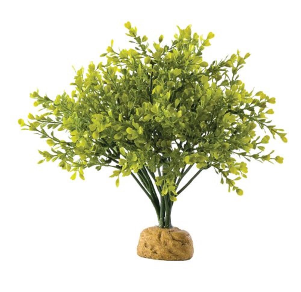 Boxwood