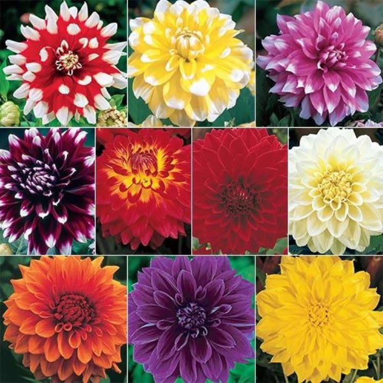 Magnif Dahlia Big Flowers Seeds - Pack Of 40 Seeds For Home Garden (B0CHBF4SS4) Amazon Price History, Amazon Price Tracker