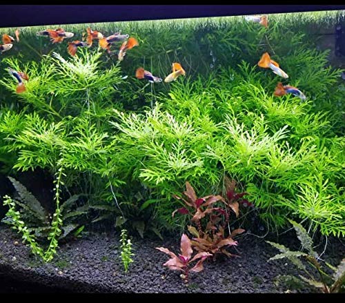Hygrophila Difformis Water Wisteria Potted Freshwater Live Aquarium Plant Fish Tank By Greenpro #TOP4