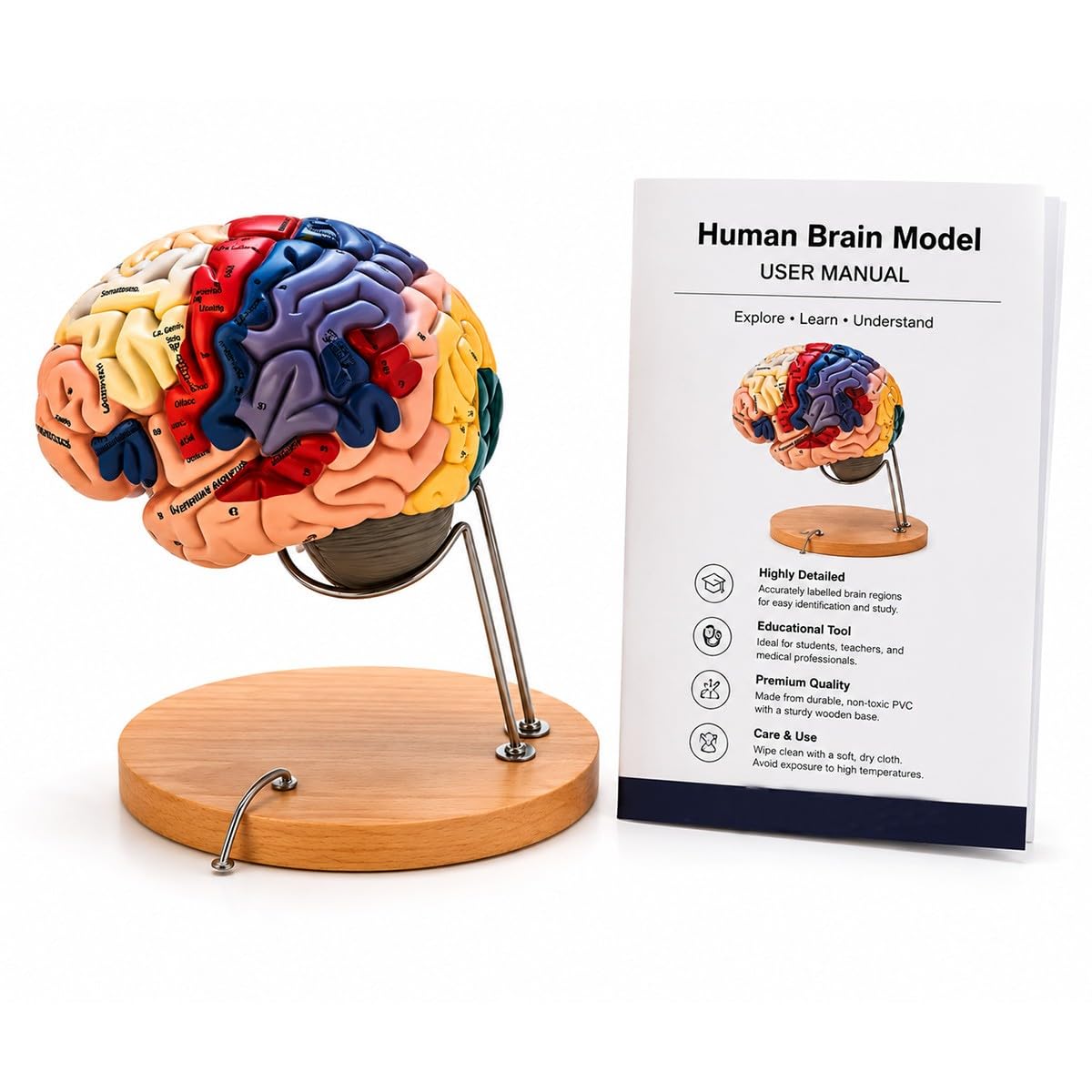 Bananaww Anatomical Human Brain Model 2X Life Size – Brain Anatomy Model for Medical Classroom, Neuroscience Teaching, Biology Education