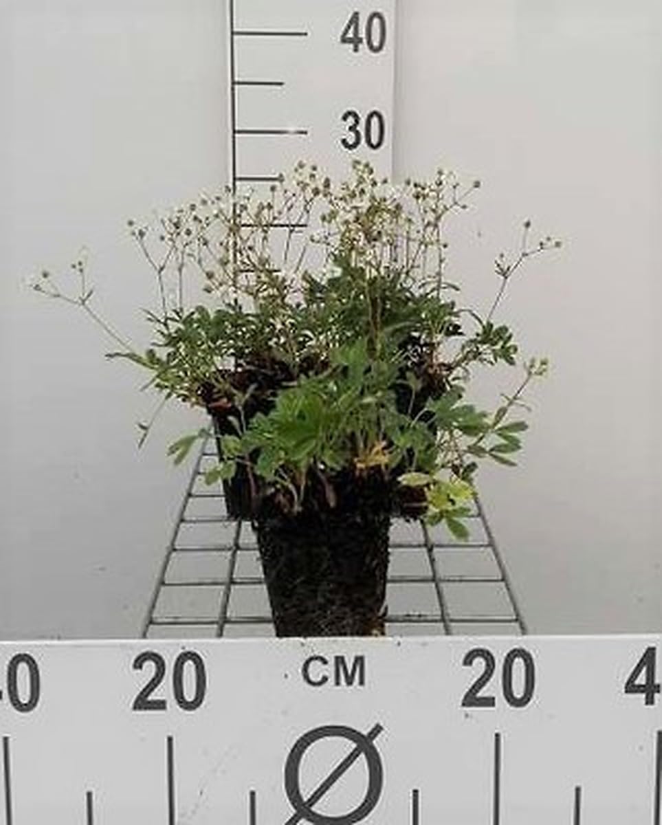 6x Banane - Potentilla trid. 'Nuuk' | 9x9 cm pot