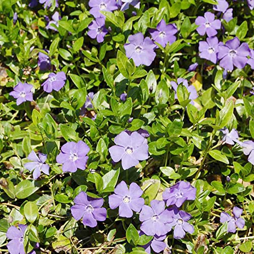 Periwinkle Seeds Low-Growing Evergreen Perennial Ground Covers Drought Tolerant Attracts Butterflies Borders Outdoor 40Pcs Flower Seeds by YEGAOL Garden Periwinkle Seeds Low-Growing Evergreen Perennial Ground Covers Drought Tolerant Attracts Butterflies Borders Outdoor 40Pcs Flower Seeds by YEGAOL Garden