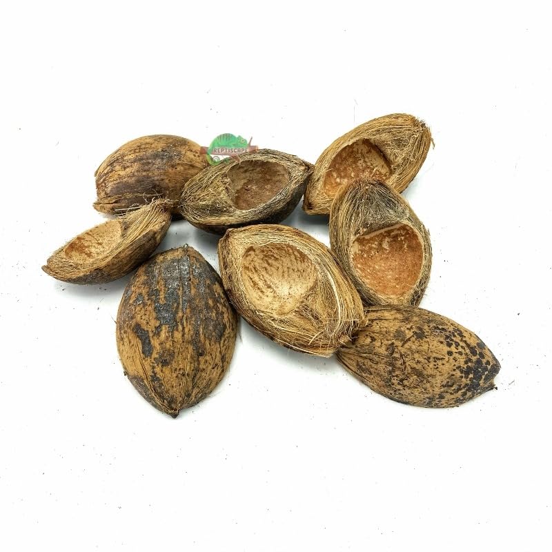 Areca Nut Husk, 1 kg, Pack of 1-picture-20