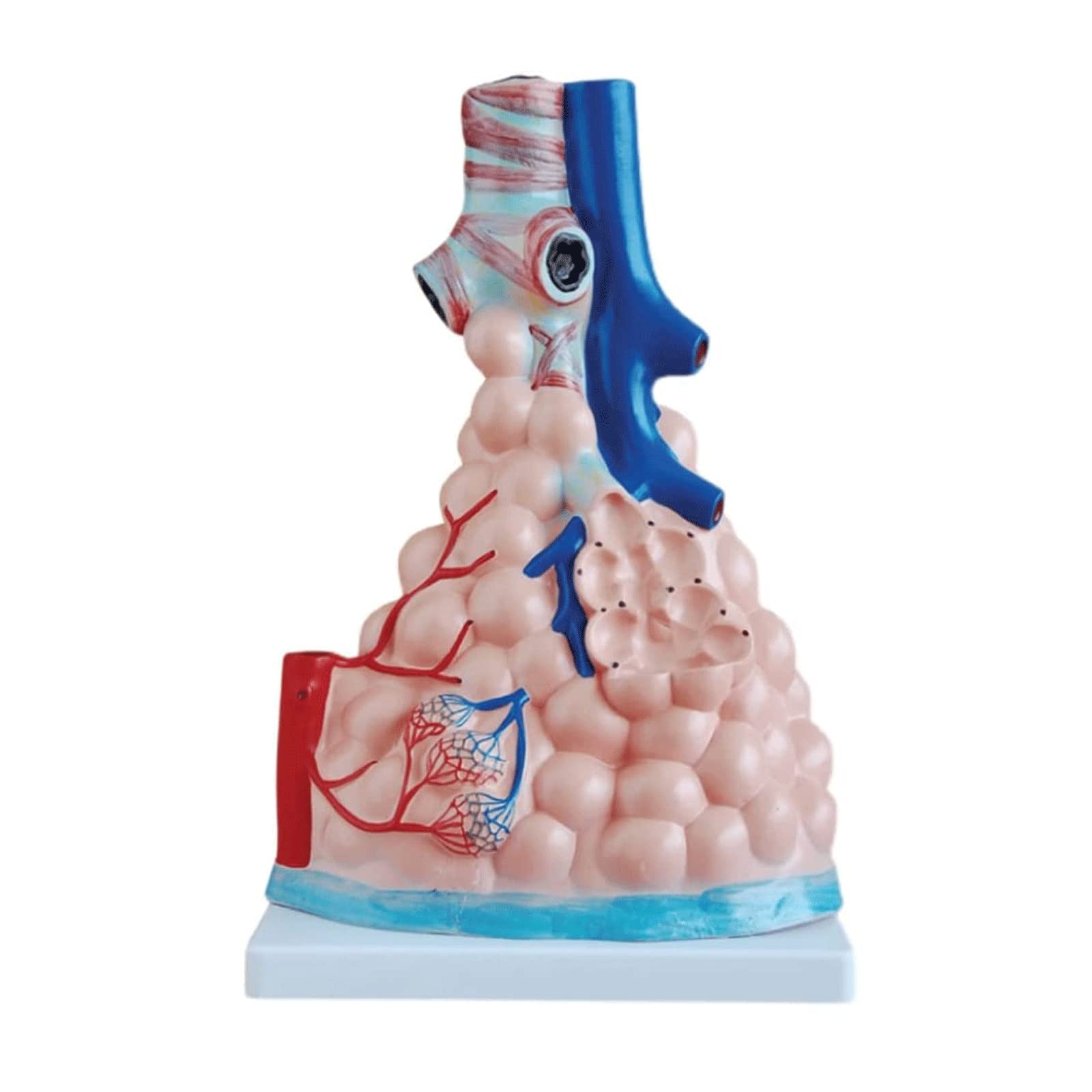 GTHTUHFD Skeleton Model Anatomy Model Human Lung Anatomy Model Respiratory System Organs Model Human Model For Torso Body Model Human Organ Model