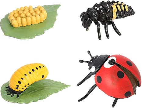 Amazon Amagogo 動物の成長サイクルライフサイクルモデルセット昆虫シミュレーションモデル てんとう虫 プラモデル 通販