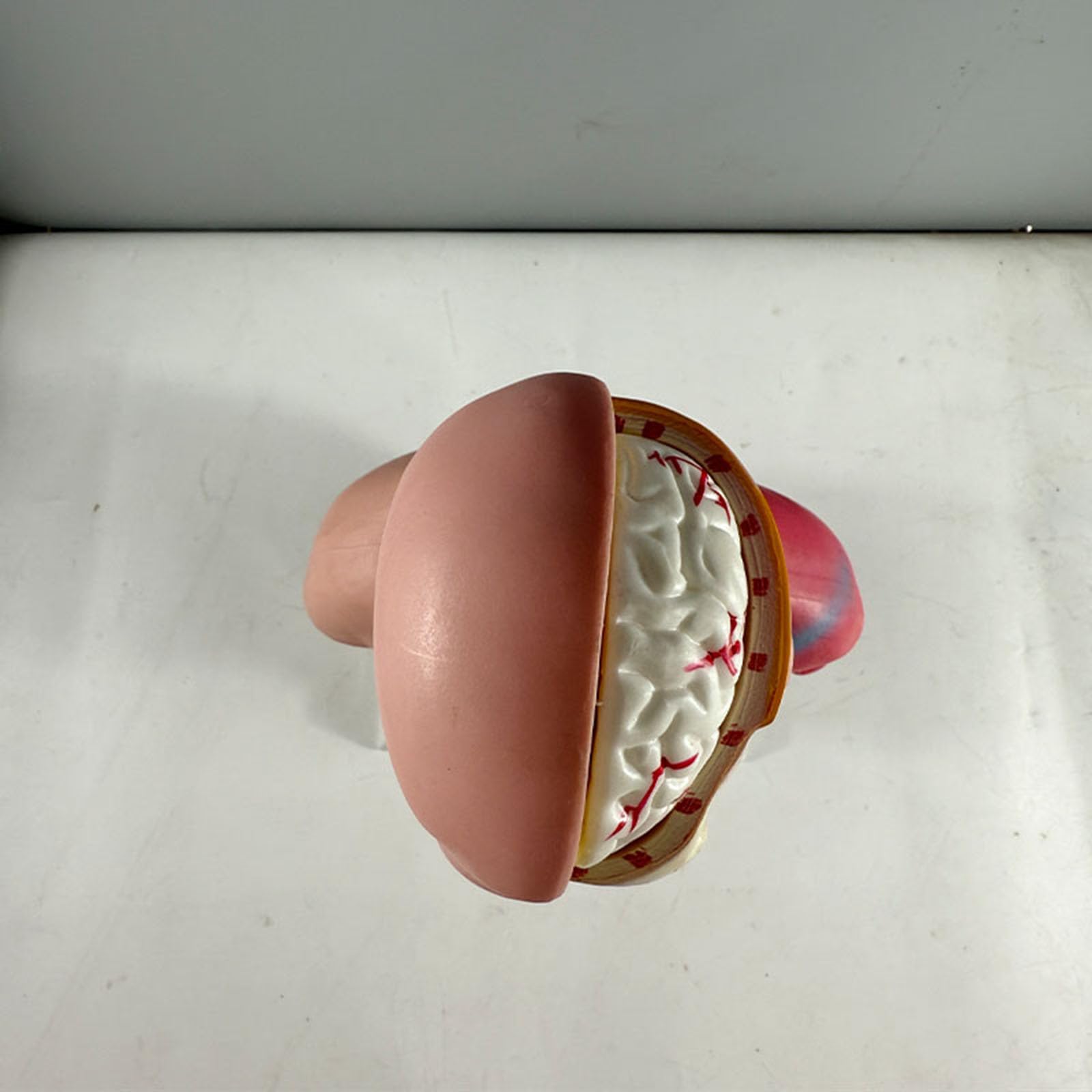 Modelo de Anatomía del Torso Humano 17,71", Modelo de Torso de 45 cm para Enseñanza Educativa de Anatomía Médica