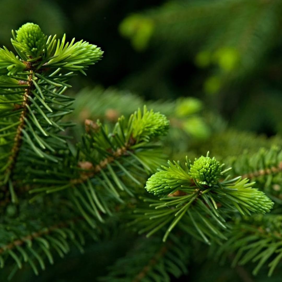 Abete Rosso, Picea Abies Peccio, Pianta in Vaso1 litro h 40/60 cm Albero di Natale Vivaio di Castelletto