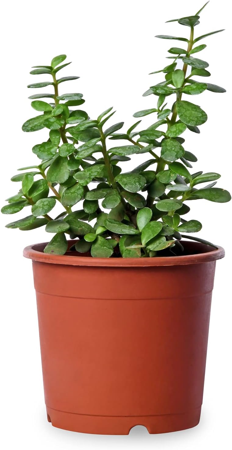 Live Jade Good Luck Plant (Pac Of 1 Plant)