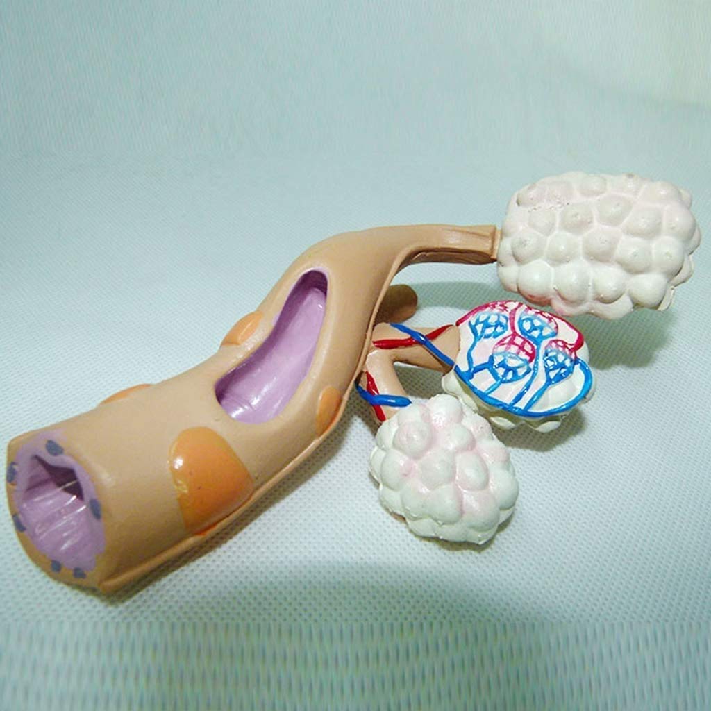 Educational Modell alveolar Modell - Vergleichende Anatomie Alveolen Rauchen und gesundes Zellmodell der medizinischen Studie - Anatomisches Modell