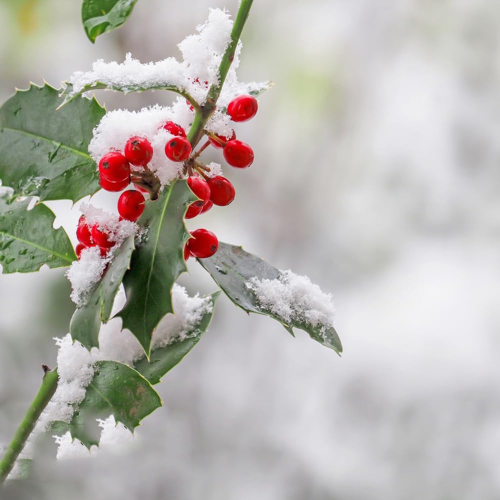 100 pcs stechpalme winterhart samen - luftreinigende zimmerpflanzen, Ilex  Aquifolium, nachhaltige geschenke geschenke fr gartenfreunde pflanzen  samen indoor geschenk kochen grnpflanzen : Amazon.de: Garten