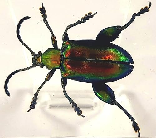 Miniatura 340 de Escarabajo de algodoncillo azul cobalto real de 1.732 in en espécimen de resina de lucita cristalina, insectos, insectos preservados, colección