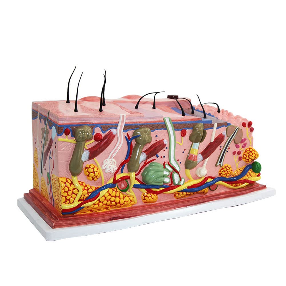 Buy QHYTL Human Skin Anatomy Model, Magnified 300x to Show The Various
