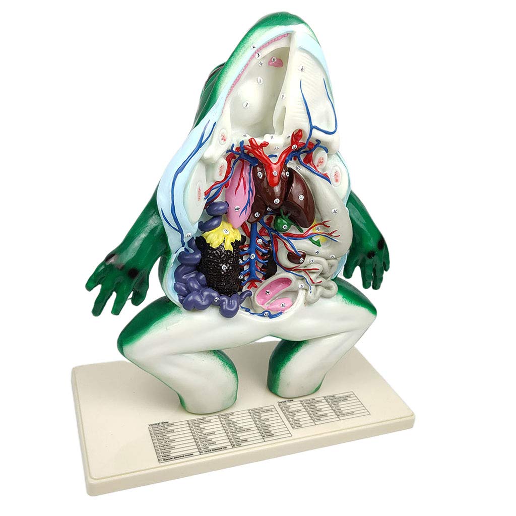 Buy CUTICATE 4D Vision Frog Anatomical Model Anatomy Accurate Frog