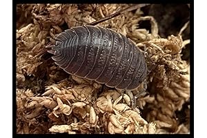 Giant Canyon Isopods by Critters Direct