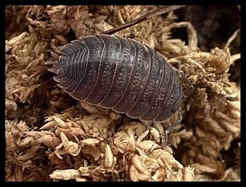 Giant Canyon Isopods Qty-10, for Arid Amphibian/Reptile/Invertebrate Bioactive Habitats, by Critters Direct