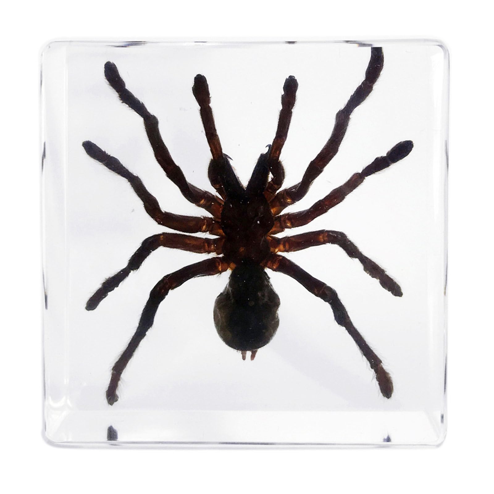 hixswnu Real Tarantula Specimen Encased in Transparent Resin - Perfect for Biology Education Display, Desk Decor, and Paperweight - Unique Taxidermy Spider Display Item