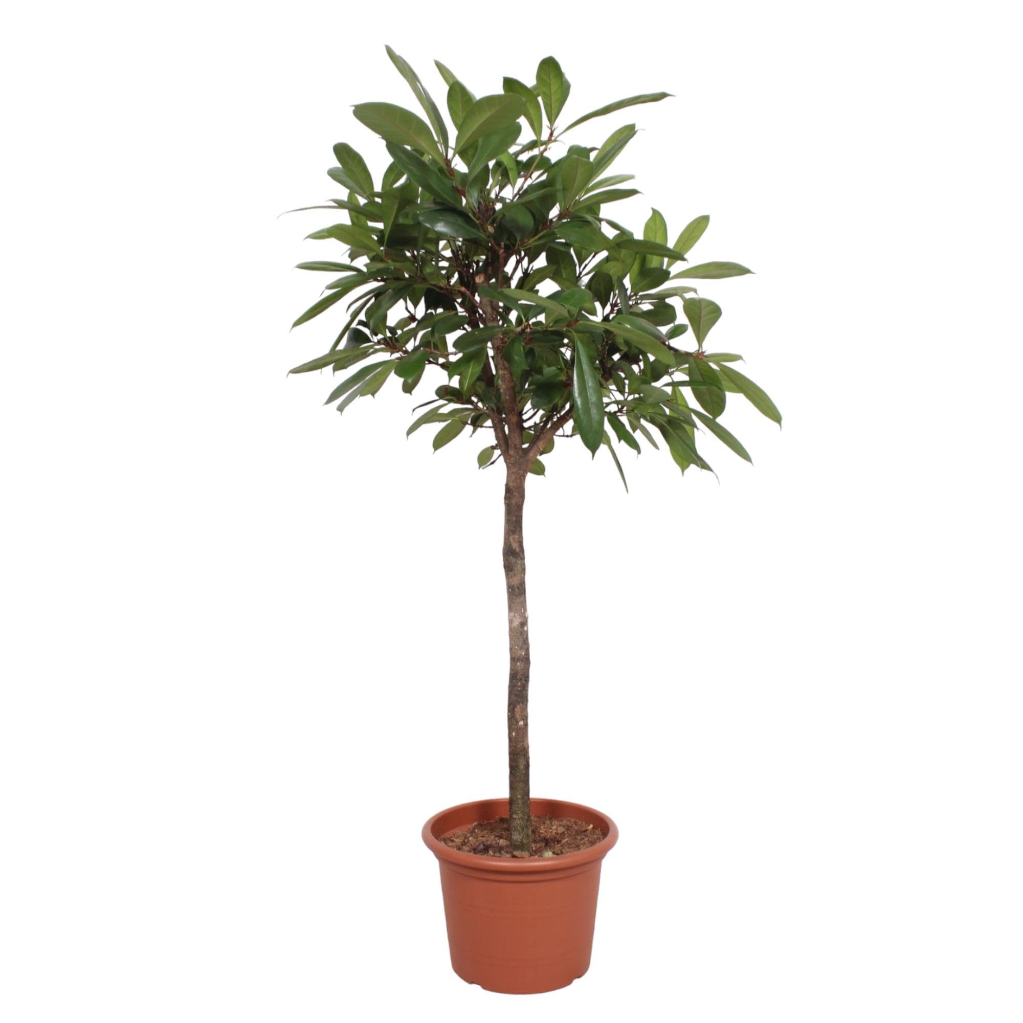 Grnpflanze - Feigenbaum (Ficus Cyathistipula) - Hhe: 150 cm - von  Botanicly : Amazon.de: Garten
