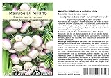 Seedeo® Mairübe Di Milano a colletto viola (Brassica rapa L. var. rapa) 200 Samen