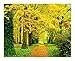 Qilo Finales de otoño Bosque de Puzzles Adultos 500-5000 Piezas, Paisaje Natural Puzzle, Decoración Pared del Arte, el Paisaje Hermoso de la Serie de Rompecabezas de los Amantes (Size : 500pieces)