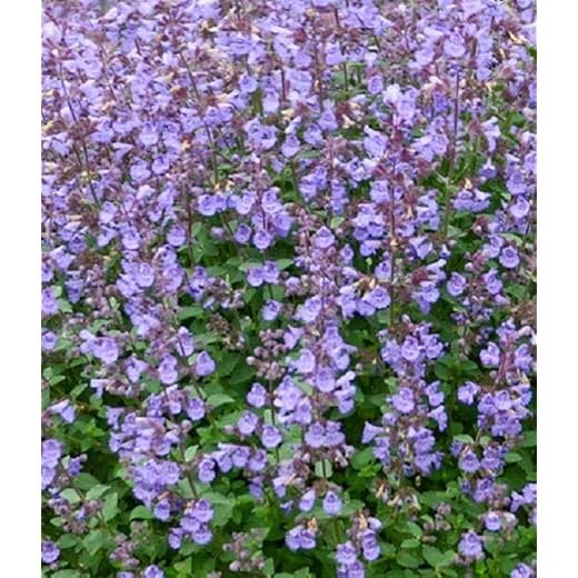 Nepeta Dwarf 'Baby Cat' Catmint Perennial Garden Plug Plants Pack x6