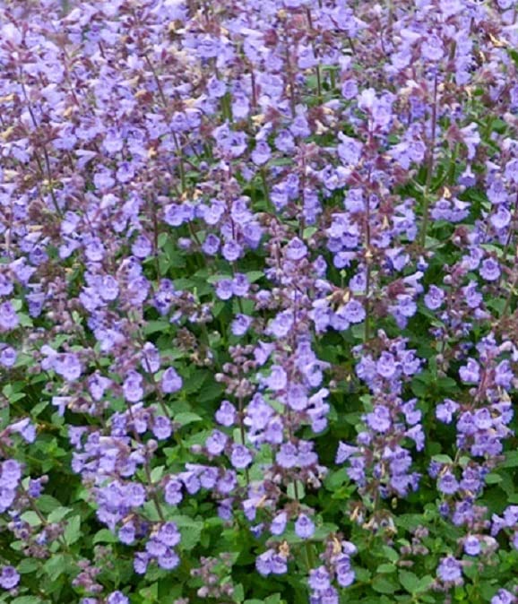 Nepeta Dwarf 'Baby Cat' Catmint Perennial Garden Plug Plants Pack x6