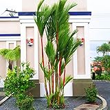  PLAT FIRM Semillas DE GERMINACION: 10 Red Sealing Wax Palm Barra de Labios Palm -Cyrtostachys Renda- Fresh Tree Seeds