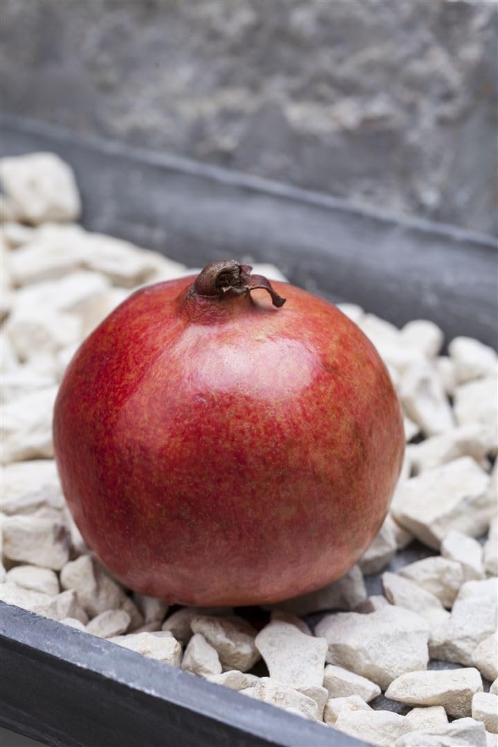 Punica granatum 'Mollar' 80-100 cm - Granatapfel, rote Früchte, Erntezeit September-November, ideal für Kübel, winterhart, pflegeleicht