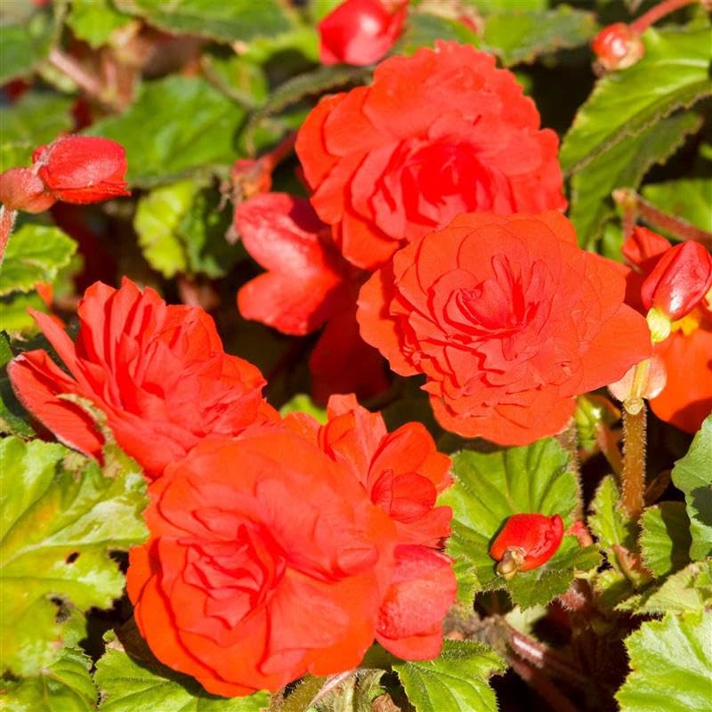 Pelleted Begonia Nonstop Series Scarlet Mocha Seed ~25 Seeds | Double Blooms in Shade | Tuberous Annual for Hanging Baskets, Pots & Borders | 119-133 Days | Compact 8-10” Plants | Non-GMO
