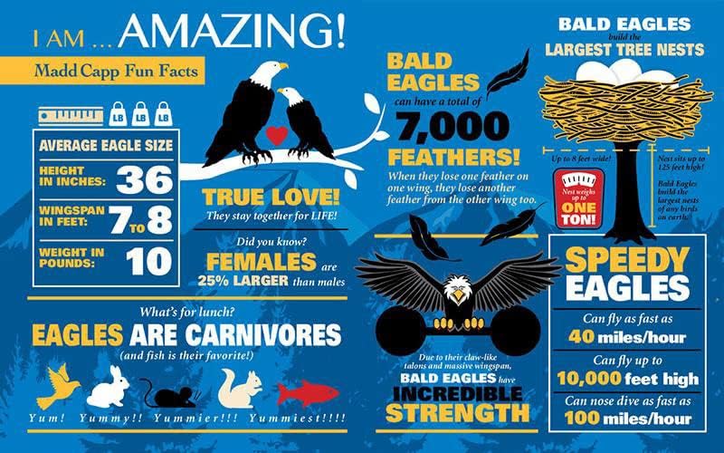 Miniatura 4 de Madd Capp Rompecabezas - I AM Eagle - 550 piezas - Rompecabezas en forma de animal