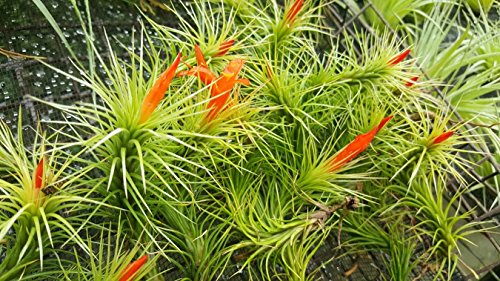 The Drunken Gnome Funkiana Air Plant Pack Tillandsia Live Easy Flowering Houseplants For Indoor Garden Office Or Terrarium Choose 3 Pack 5 Pack Or 10 Pack Sizes Small To Large (3 Pack) #TOP5