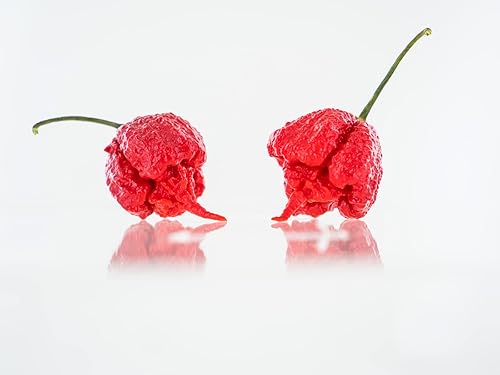 Miniatura 3 de Pepper Joe's Carolina Reaper Seeds - Paquete de 10 semillas de chile más calientes del mundo, cultivadas en Estados Unidos, semillas de Carolina