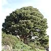 Japanese shrub pine 30-40 cm - Pinus densiflora