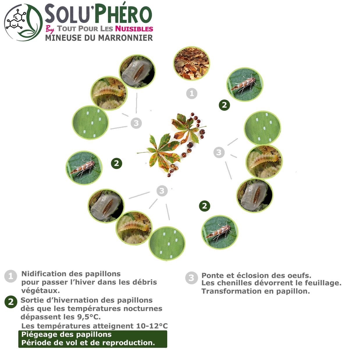 SOLUPHERO - 12 Phéromones Mineuse Marronnier Bio - Efficacité par Capsule de 4 à 6 Semaines - Phéromone Écologique de Contrôle de Cameraria Ohridella