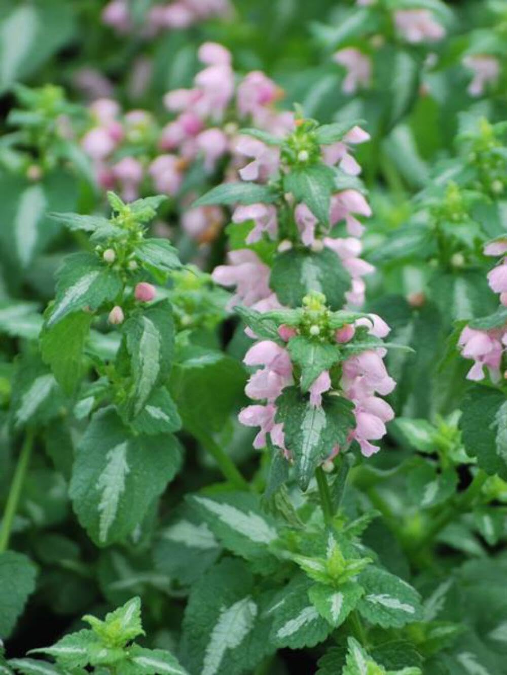 Lamium maculatum Shell Pink