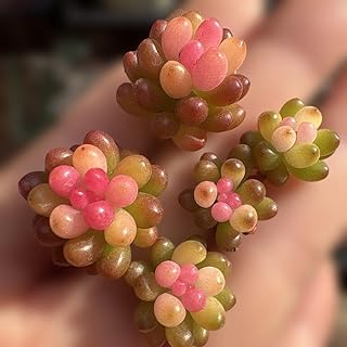 レッドベリー錦 カット苗 種 多肉 セダム 韓国苗